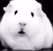 1630063877568.png
