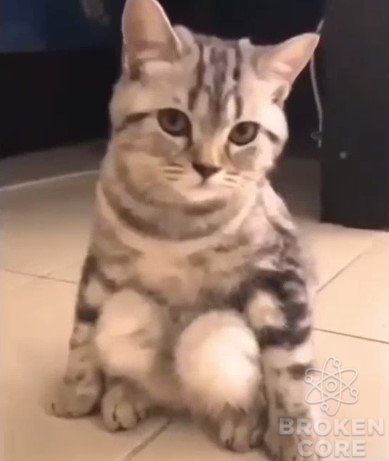 CAT.jpg