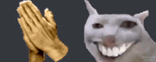 funny_cat.gif