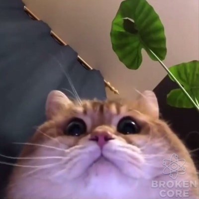 кот смотрит прямо.jpg