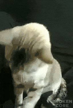 mp4 (1).gif