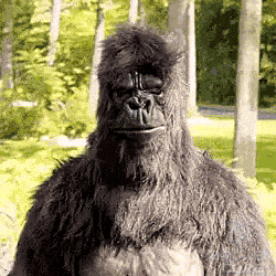 mp4 (2).gif