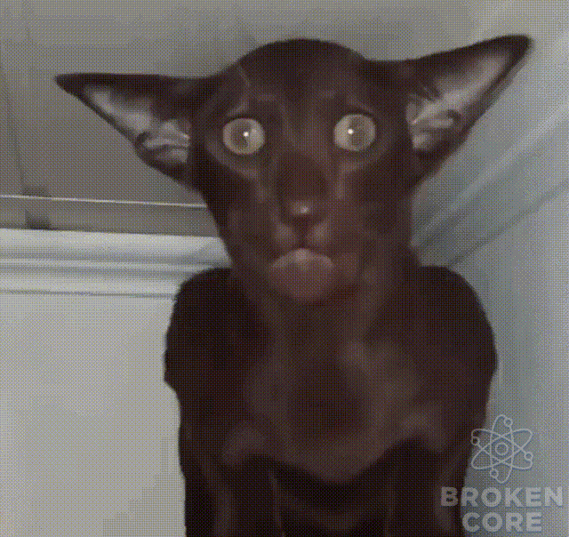 mp4.gif