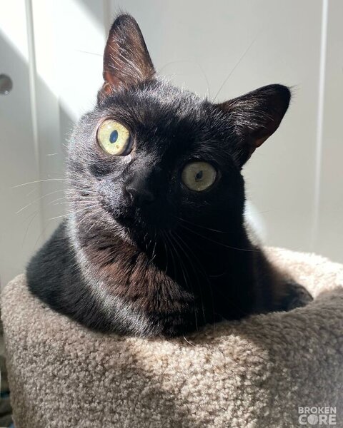 Meet-Jinx-the-strangely-adorable-cat-with-big-eyes-who-became-mayor-for-a-day-62690a44bab07__700.jpg