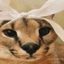 2a113b8ed3b1177496ed27d5928158c2.png