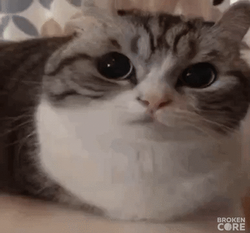 magicgt_cat.gif