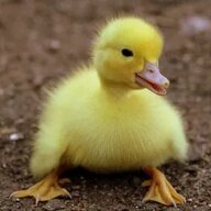 DuckBro