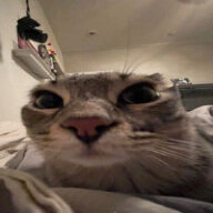 catnoe