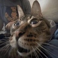 nuubasikplay