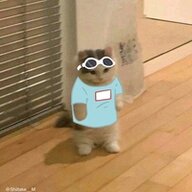 pootis