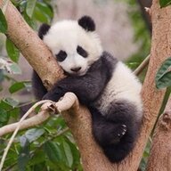 panda1