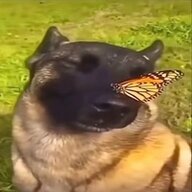flaxxych