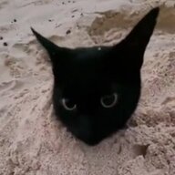Kamii