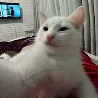 qw1zlem