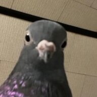 carnagedeveloper