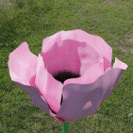 Pink_Poppy