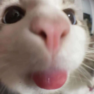 gatohh