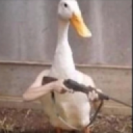 JojOJ