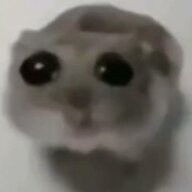 bibib