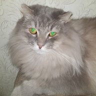 Sein
