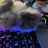 kitty1377