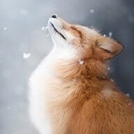 lousyfox
