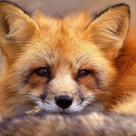 foxxx