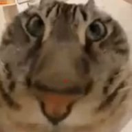d0ttkaa