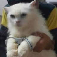 johncat