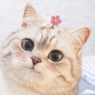 KoTe