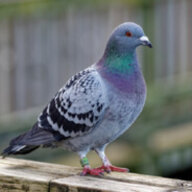 Svarko