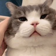 Nnae