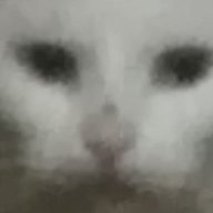 KoTTeUkaA