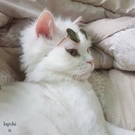 Ахмедушка
