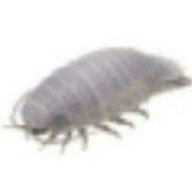 GuLKa