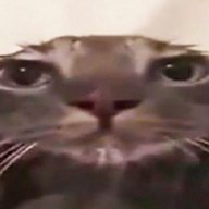 Talooga