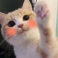 VanCat777