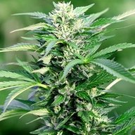 doc420