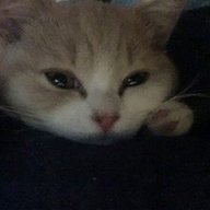 kittenuwu