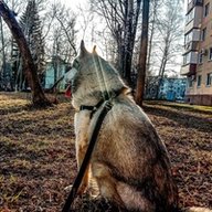\ячысвмаипрт