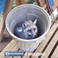 Raccon