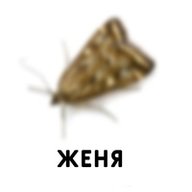 FrabiRust