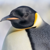 koteitos