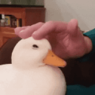 floatv1