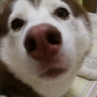 Ozi