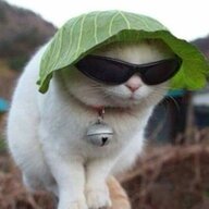 Fenek1