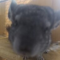 MiniMaryo