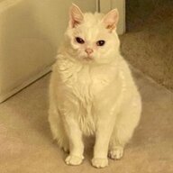 aswwwess