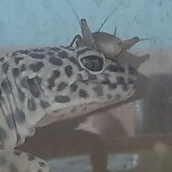 GENADIKA