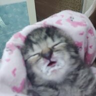 duyss